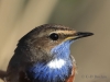 01 Blaukehlchen 07.04.2020 m.K