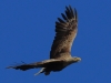 05 Seeadler ad. 17.04.2020 m.K