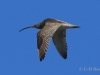 06 Regenbrachvogel17.04.2020 m.K