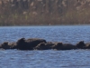 09 Wildschweinrotte  22.04.2020