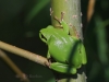06 Laubfrosch  06.05.2020 m.K