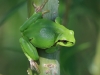07 Laubfrosch  06.05.2020 m.K