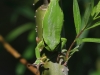 08 Laubfrosch  06.05.2020 m.K