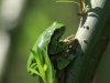 10 Laubfrosch  06.05.2020 m.K