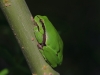 11 Laubfrosch  06.05.2020 m.K