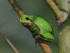 04 Laubfrosch 08.05.2020 m.K
