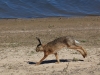 Hase  Hohenrode 29.05.2020 m.K