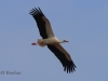 03 Weißstorch 10.06.2020 m.K