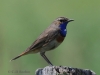 04 Blaukehlchen 10.06.2020 m.K