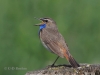 01 Blaukehlchen 17.06.2020 m.K