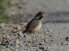 02 Blaukehlchen w.  13.07.2020