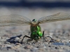 05 Libelle   13.07.2020