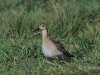 01 Kamflaeufer JK 02.10.2020