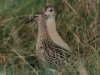 02 Kamflaeufer JK 02.10.2020