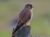 09 Turmfalke  02.10.2020