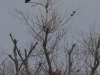 01 Seeadler 22.11.2020