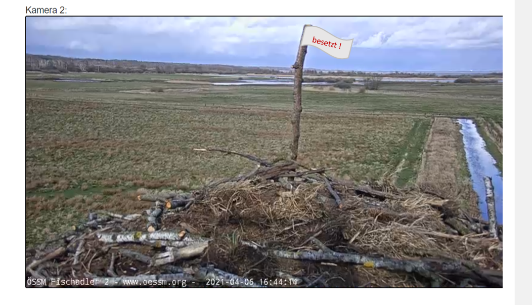 Fischadler-Horst-06.04.2021