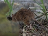 09-Ratte-3.04.2021