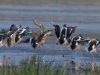 02-Loeffelenten-18.04.2021