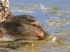 03-Stockente-18.04.2021