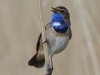 07-Blaukehlchen-18.04.2021