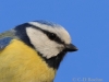 09-Blaumeise-18.04.2021