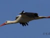 11-Weissstorch-21.04.2021