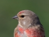05-Bluthaenfling-28.04.2021