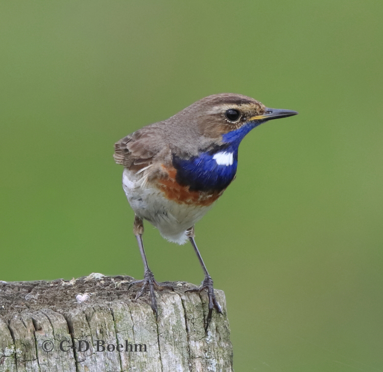05-Blaukehlchen-10..05.2021-mK