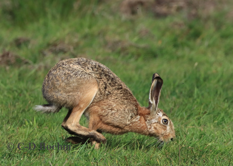 09-Hase-10..05.2021-mK
