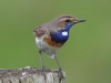 05-Blaukehlchen-10..05.2021-mK