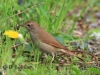 06-Nachtigall-10.05.2021-mK