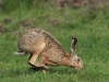 09-Hase-10..05.2021-mK