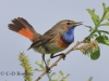 04-Blaukehlchen-19.05.2021