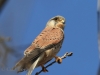 04-Turmfalke-m.-22.03.2022