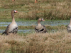 04-Blaessgans-17.03.-2023
