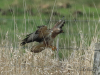 12-Maeusebussard-18.04.2023