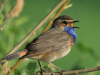 03-Blaukehlchen-08.05.2024