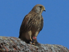 12-Turmfalke-w.-08.05.2024