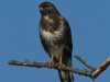 13-Maesebussard-08.05.2024