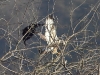 raufubussard-24-10-20110001