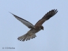 04-turmfalke-15-01-20130001