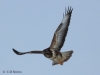 06-bussard-15-01-20130001