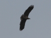 jung-seeadler-09-03-20120001