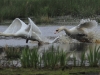 hckerschwan-3-22-04-20120001