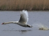 hckerschwan-4-22-04-20120001