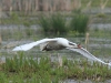 hckerschwan-5-22-04-20120001