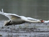 hckerschwan-6-22-04-20120001