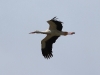 westorch-23-04-20120001