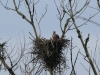 seeadler-27-04-20120001